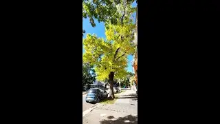 Campanas de otoño