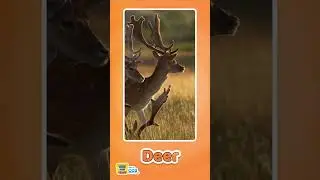 Deer Sound for Kids 🦌 | Learn Animal Names & Voices