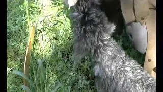 Betrayal!Ambush! 1