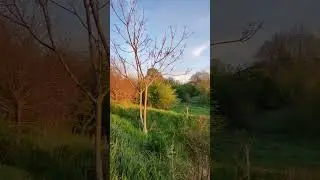 #spring #2023 #greenery #relax #beauty #aroma #atmosphere #shorts #asmr #sunset #original #song