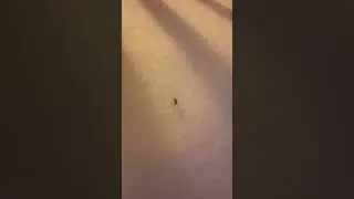 spider in the snow with wind chimes aesthetic