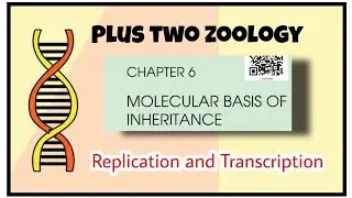 +2 Zoology | Chapter Molecular basis of inheritance | Replication and Transcription (Focus area)