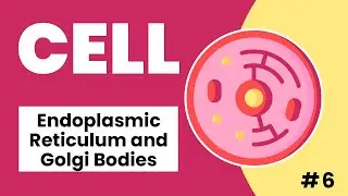 Endoplasmic Reticulum and Golgi Bodies Made Easy ( Hindi / Urdu )
