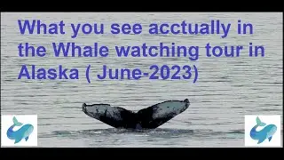 What you see and you can expect in the Whale watching tour in Alaska - Juneau's Auke Bay