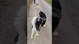 Beagle was vocal when meeting Malamute