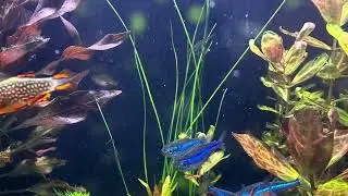 Filterlos und Aquascaping - geht das? ￼