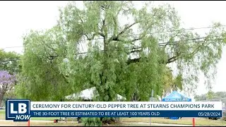 Long Beach Now: Special Ceremony for Century-Old Pepper Tree Adjacent to Stearns Champions Park