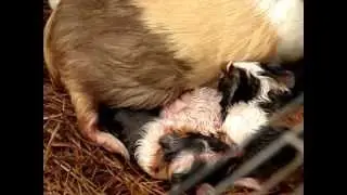 My guinea pig giving birth to six babies!