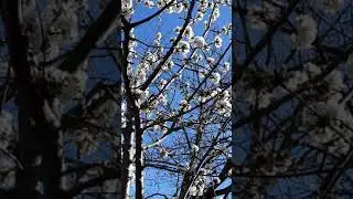 Cherry BLOSSOMS - Flowering Tree - Rainier Cherry Tree Blooming! - White Flowers #shorts