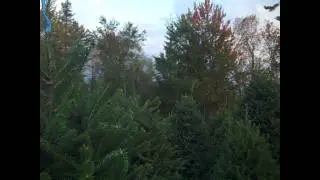Mail Order Tree to New Mexico Pt. 2