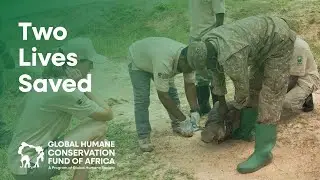 Wildlife Rescue: Giraffe and Warthog Saved