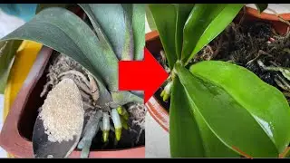 How to make orchid's leaves shiny