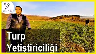TURP EKİMİ | TURP NASIL EKİLİR? | TURP YETİŞTİRİCİLİĞİ