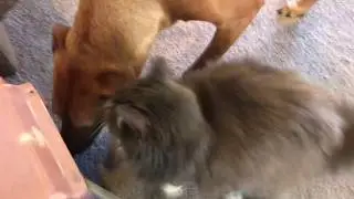 Orion loving Ember | Rhodesian Ridgeback | Norwegian Forest Cat Ragdoll Mix