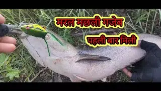 Big size मरल मछली गजेब पहली बार मिली# Fishing video#snakehead#fishing fishMagar machhali ka shikar