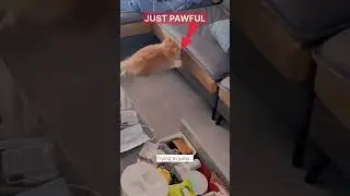 CAT FUNNY JUMP😆 #shorts