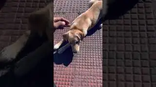 ചില ഓർമ്മകൾ😍 #army #twinflame #nature #shorts #dog #pets
