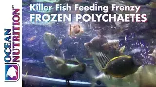 Ocean Nutrition: Frozen Polychaetes Feeding Frenzy