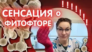 Вся правда о ФИТОФТОРЕ.
