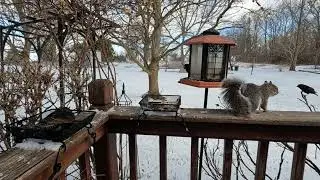 Fighting Flickers, Blue Jays, Sparrows, Squirrels, Bird Feeder, Squirrel Feeder, Wildlife
