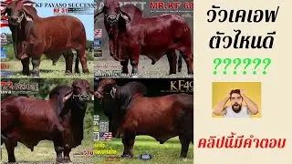 จะเลือกพ่อพันธุ์KF ตัวไหนดี
