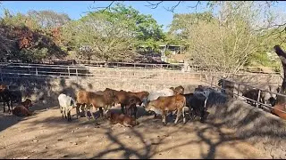 viernes 16 de enero 2026, tiangue de Santa Rosa de Lima