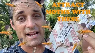 SWARMS OF HORNET CLEARWING MOTHS  USING PHEROMONE LURES