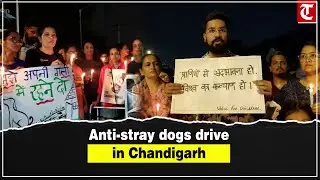 Chandigarh dog lovers protest civic body drive against stray dogs