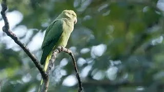 How Does Nature Take Over an Abandoned Cemetery? | After We've Gone | BBC Studios