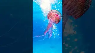 Poisonous jellyfish😱😱#jellyfish #wildlife #subscribe #shorts