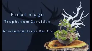 Pinus mugo bonsai Trophaeum Cervidae by Armando & Haina Dal Col