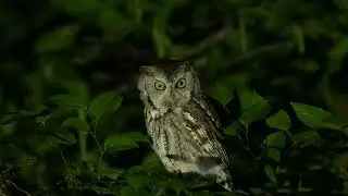 EasternScreech Owl - Grey Morph