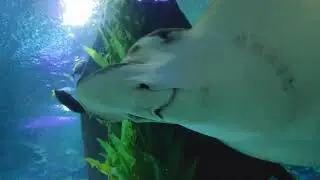 Aquaria KLCC 20190831 190742