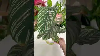 Bottom watering timelapse - Calathea edition