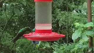 Hummingbirds of Costa Rica