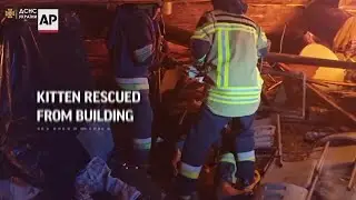 Kitten rescued from under rubble in Kharkiv