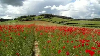 Walking in the Kentish poppies. (Luddesdown)
