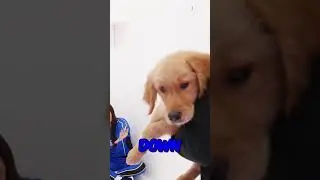 Puppy Decides Tiebreaker Winner! #shorts