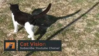 HOW CATS CAN TALK TO HUMAN?