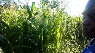 Tanzania Organic Farm
