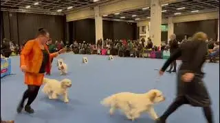 Show FINW-25, champion class fameles