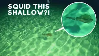 NIGHT Fishing for SQUID!