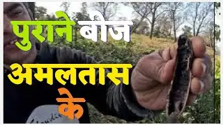 अमलतास बहुत ऊपर लगे है ।।।। अमलतास ट्री teagarden shorts natural herb garden viralvideo 