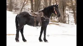 Durango - 4yo Percheron/Friesian Cross