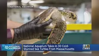 National Aquarium Caring For 30 Cold-Stunned Sea Turtles