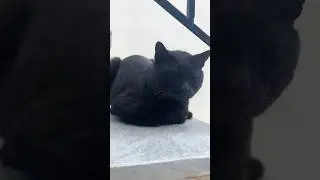 My Favorite AI Transformation: Neon Wireframe Cat! 🤩