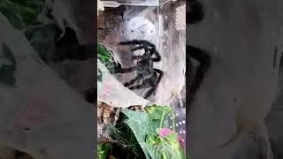 She's such a beautiful tarantula!!! #avicularia #tarantula #pettarantula #spider #arachnids #pinktoe