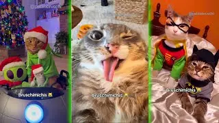 Bruschimichis 🐱💥 | 2 Horas de Gatos Tan Graciosos Que No Podrás Detener La Risa