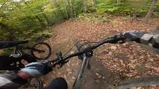 RAW - Black Bear 🐻  East Burke VT