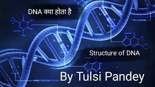 DNA / What is DNA/ DNA kya hota hai/ Basic information of DNA by Tulsi Pandey